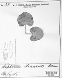 Septoria ficariae image